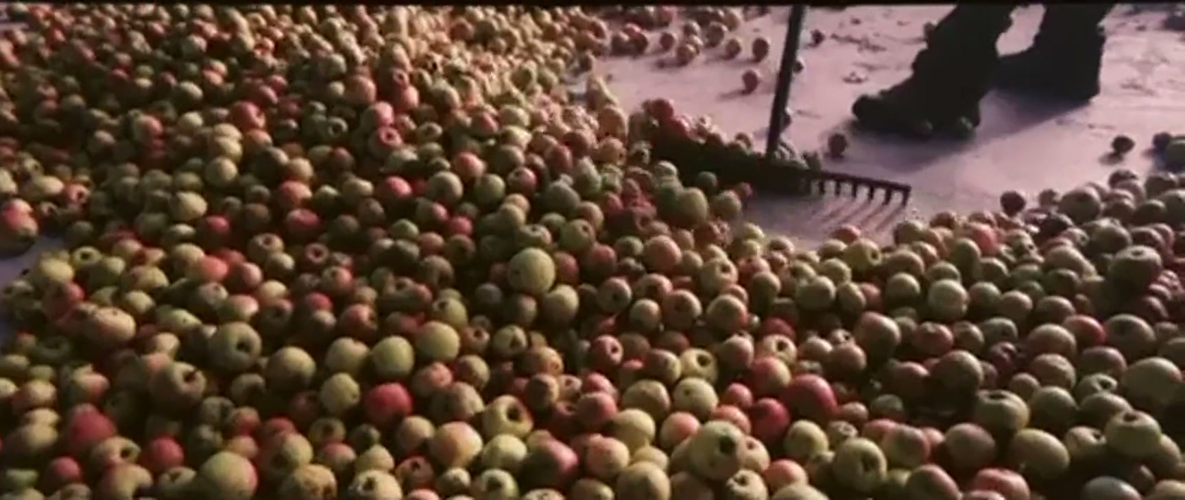 La manzana de Aramaio entrando al lagar